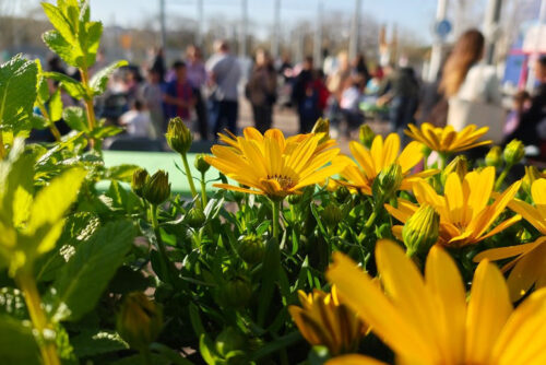 Flors, plantes i molta activitat a La Mina per donar la benvinguda a la primavera